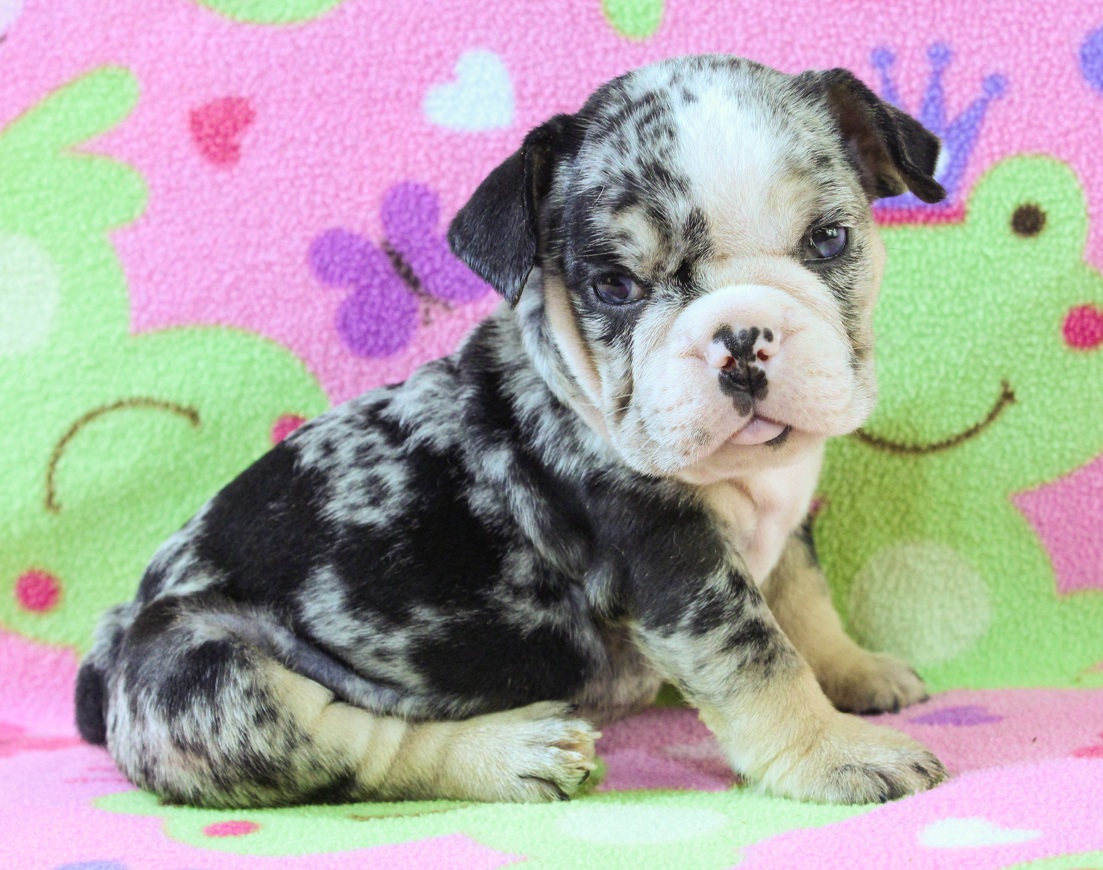 Home of the Smaller AKC English Bulldog Puppies - Newbies