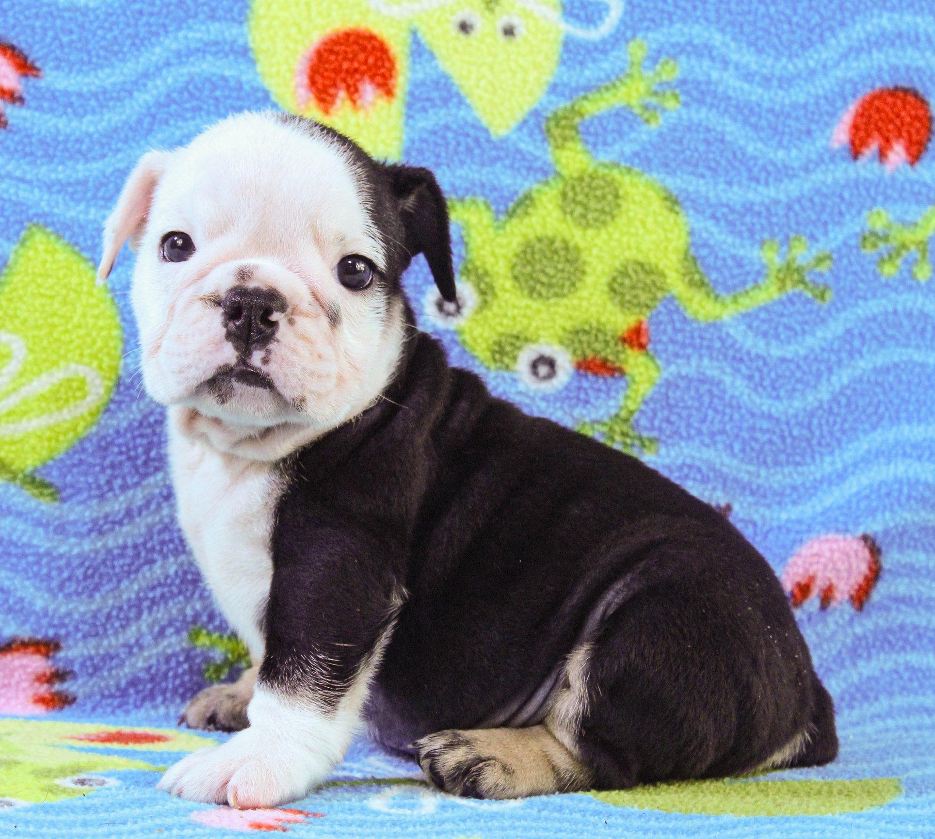 Home of the Smaller AKC English Bulldog Puppies - Newbies