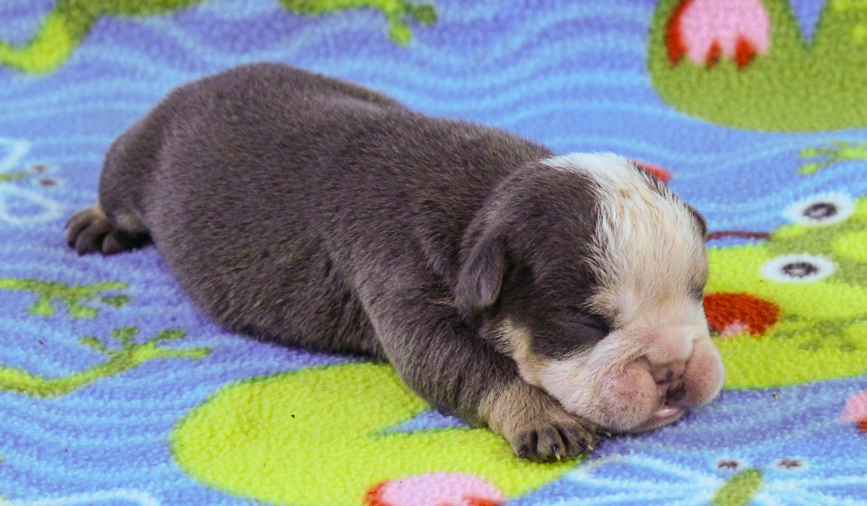 Home of the Smaller AKC English Bulldog Puppies - Newbies