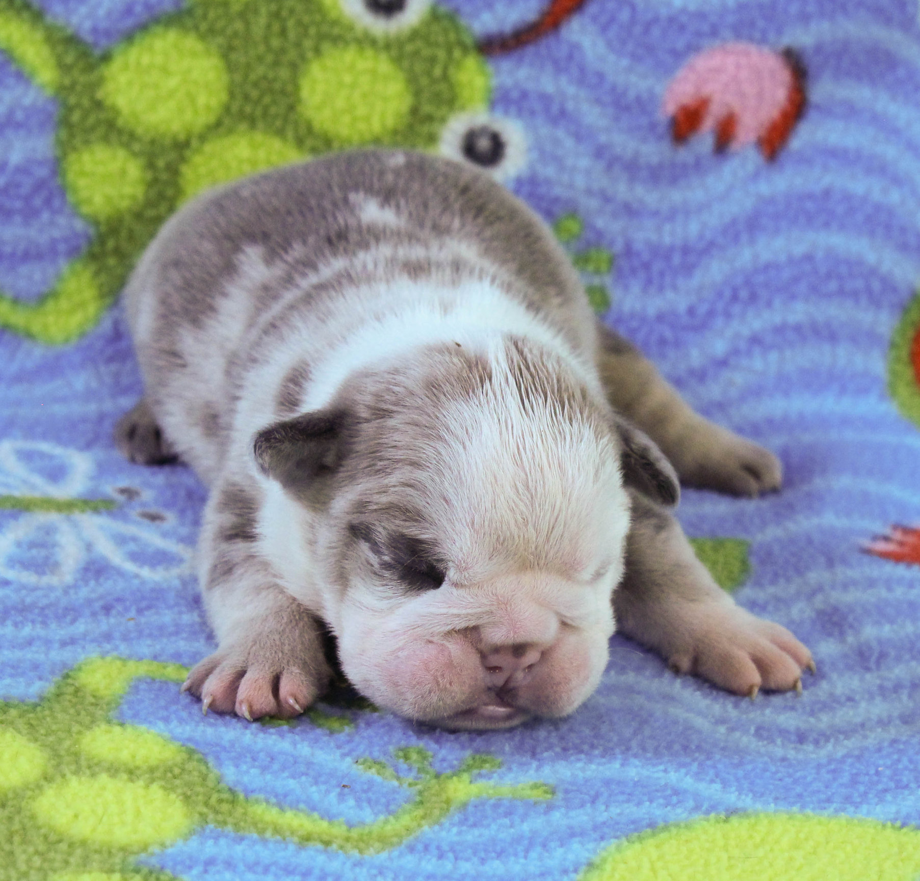 Home of the Smaller AKC English Bulldog Puppies - Newbies