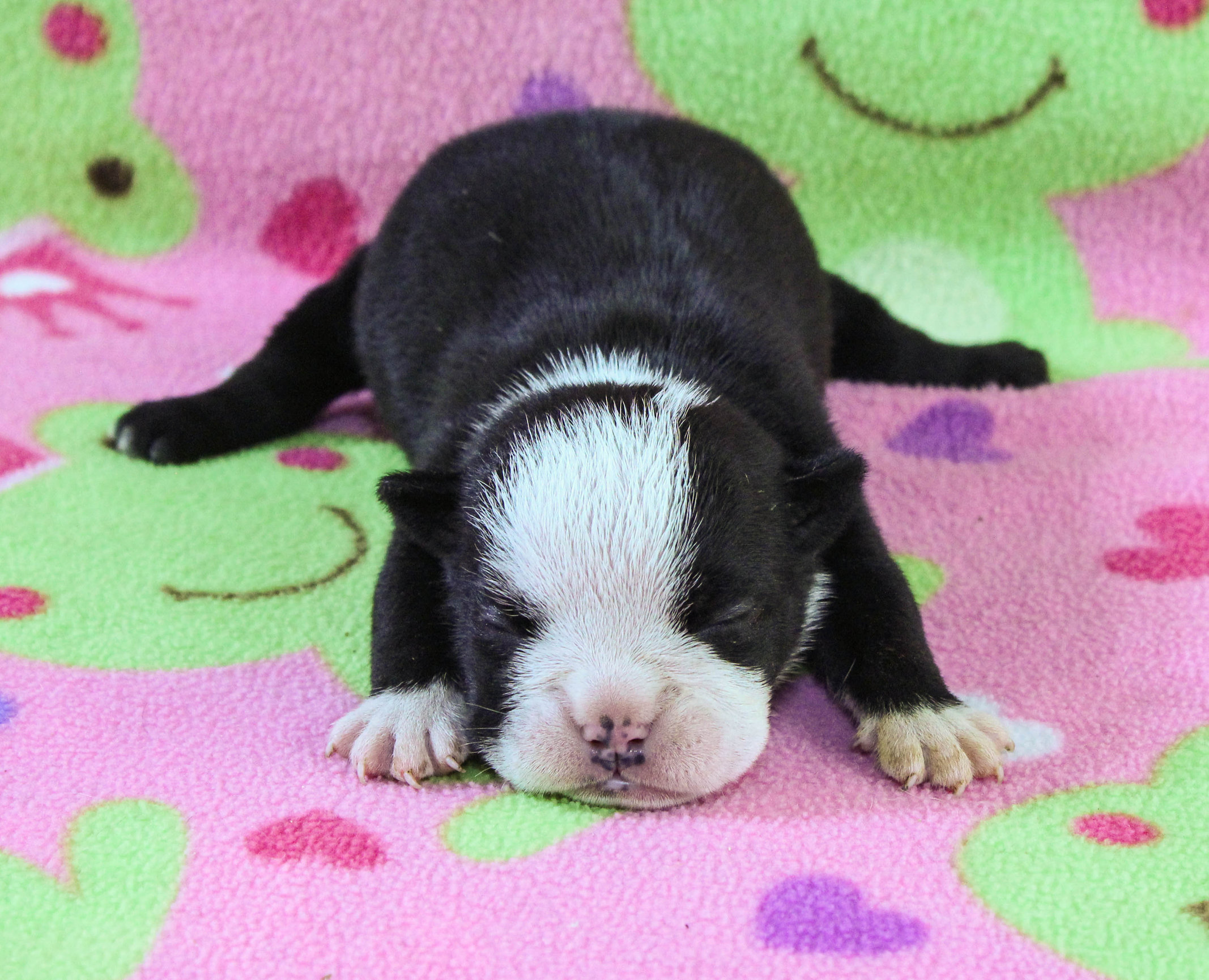 Home of the Smaller AKC English Bulldog Puppies - Newbies