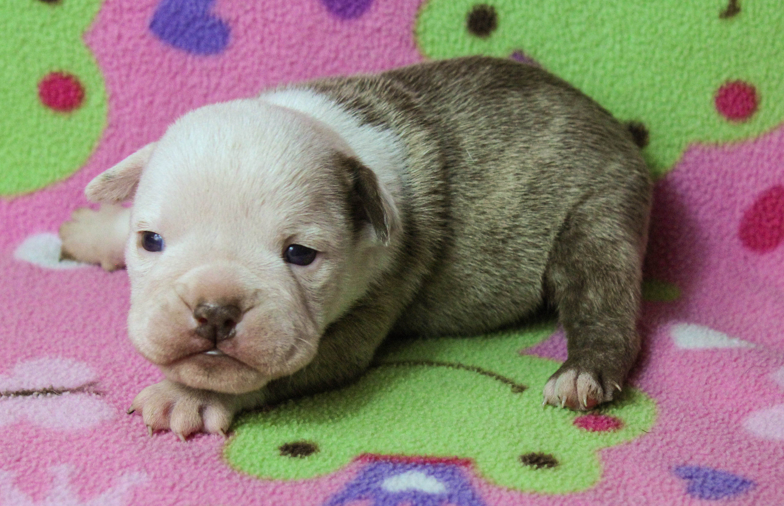 Home of the Smaller AKC English Bulldog Puppies - Newbies