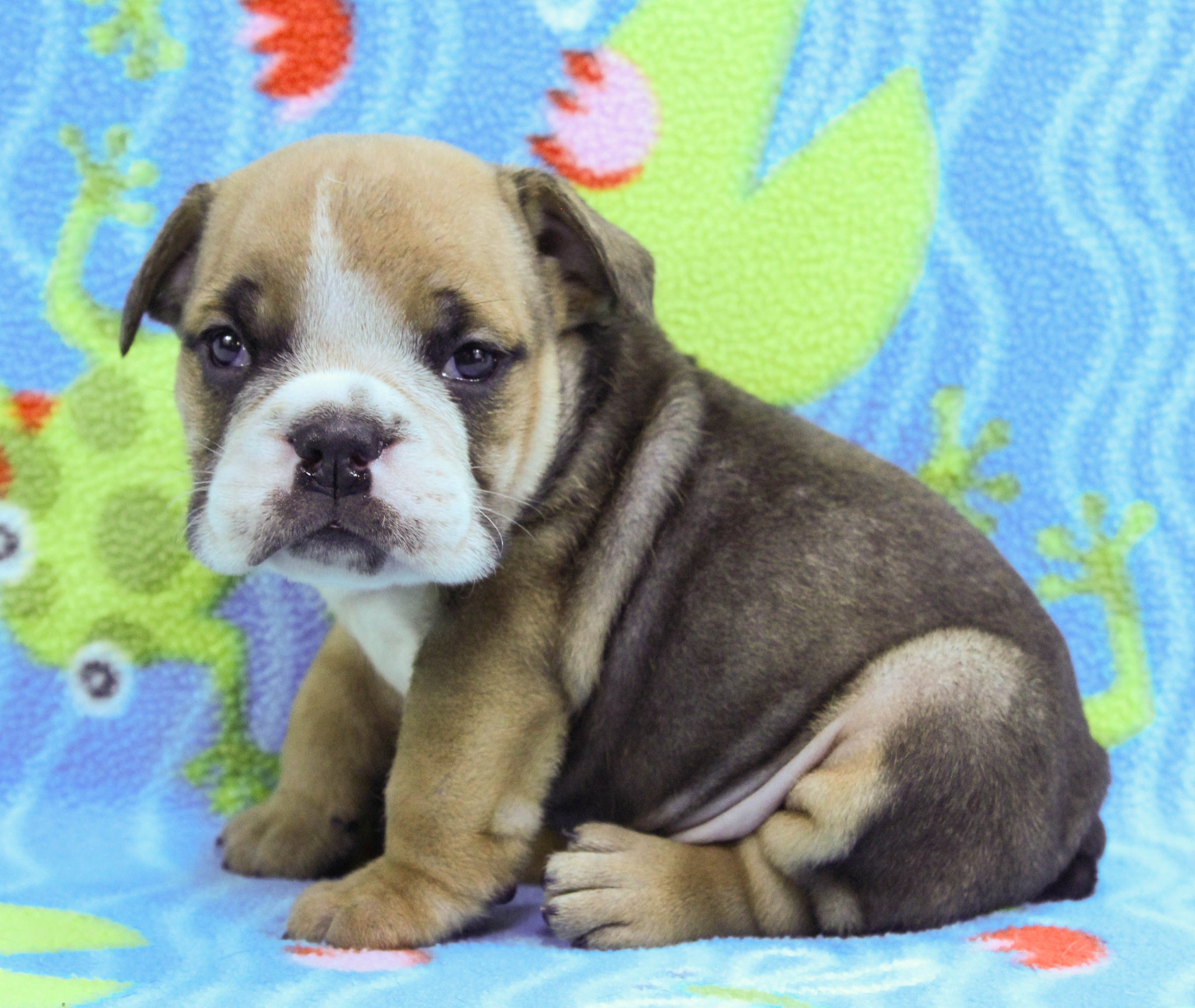 Home of the Smaller AKC English Bulldog Puppies - Newbies