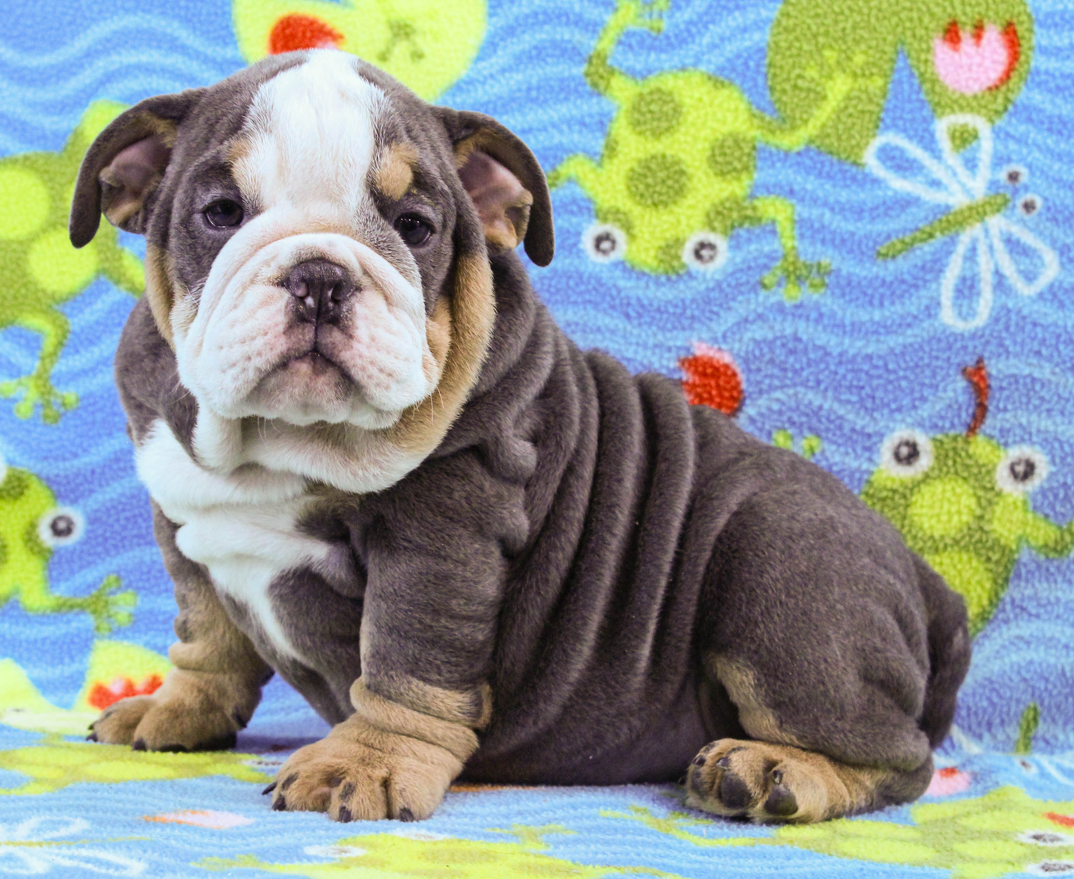 Home of the Smaller AKC English Bulldog Puppies - Newbies