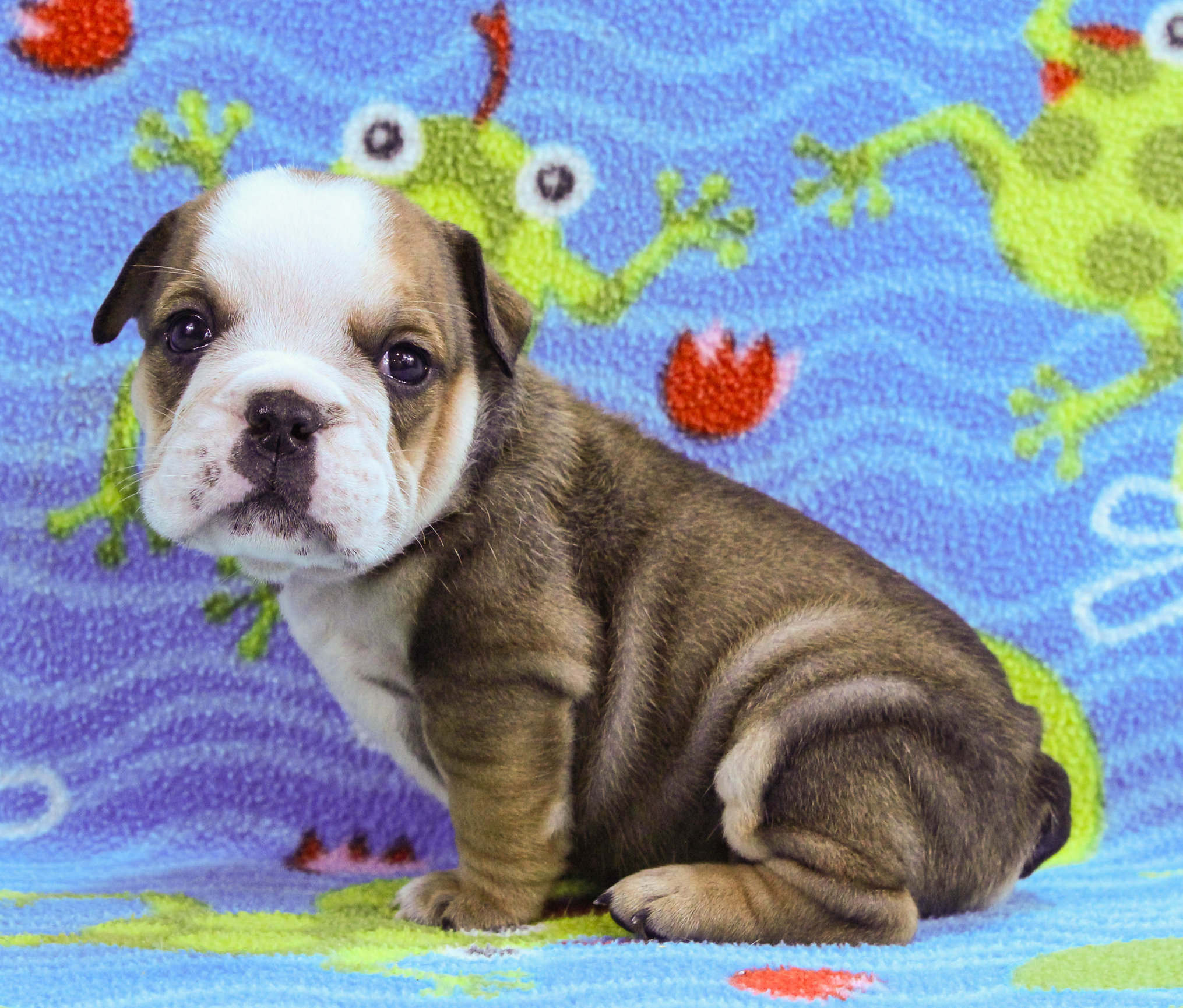 Home of the Smaller AKC English Bulldog Puppies - Newbies