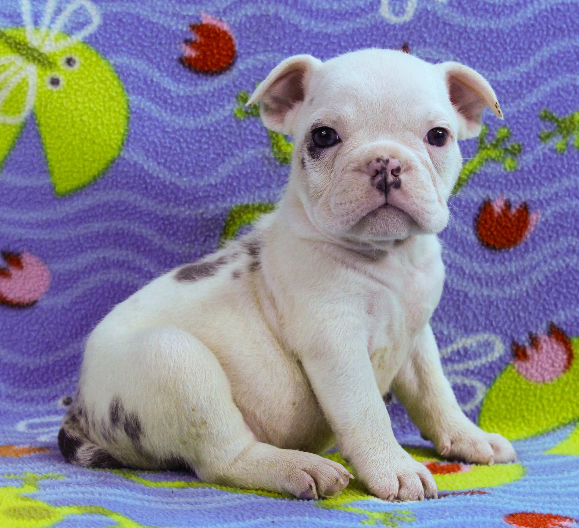 Home of the Smaller AKC English Bulldog Puppies - Newbies