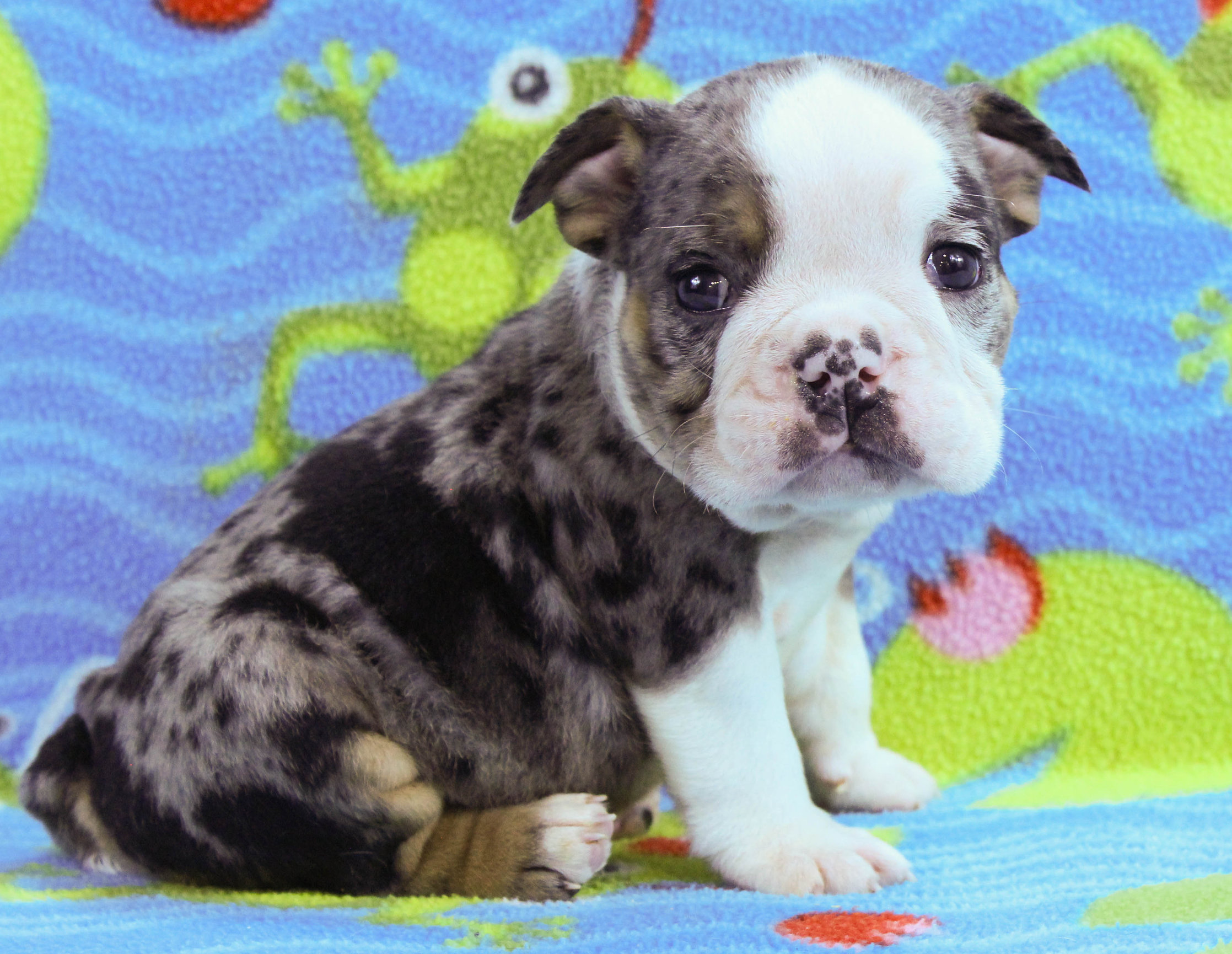 Home of the Smaller AKC English Bulldog Puppies - Newbies