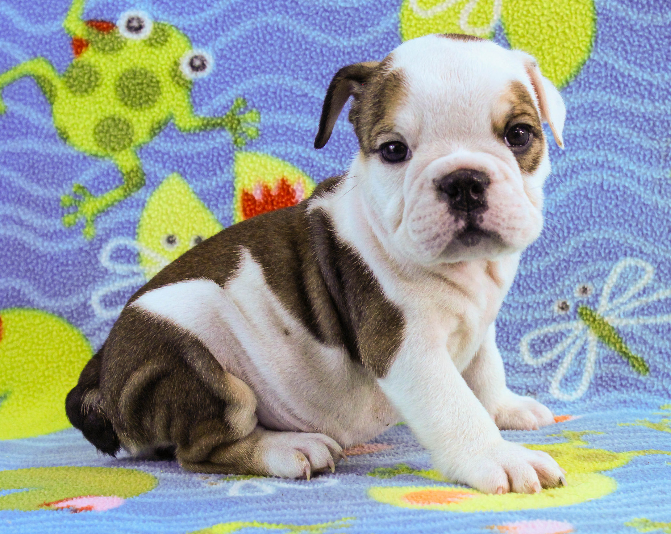 Home of the Smaller AKC English Bulldog Puppies - Newbies