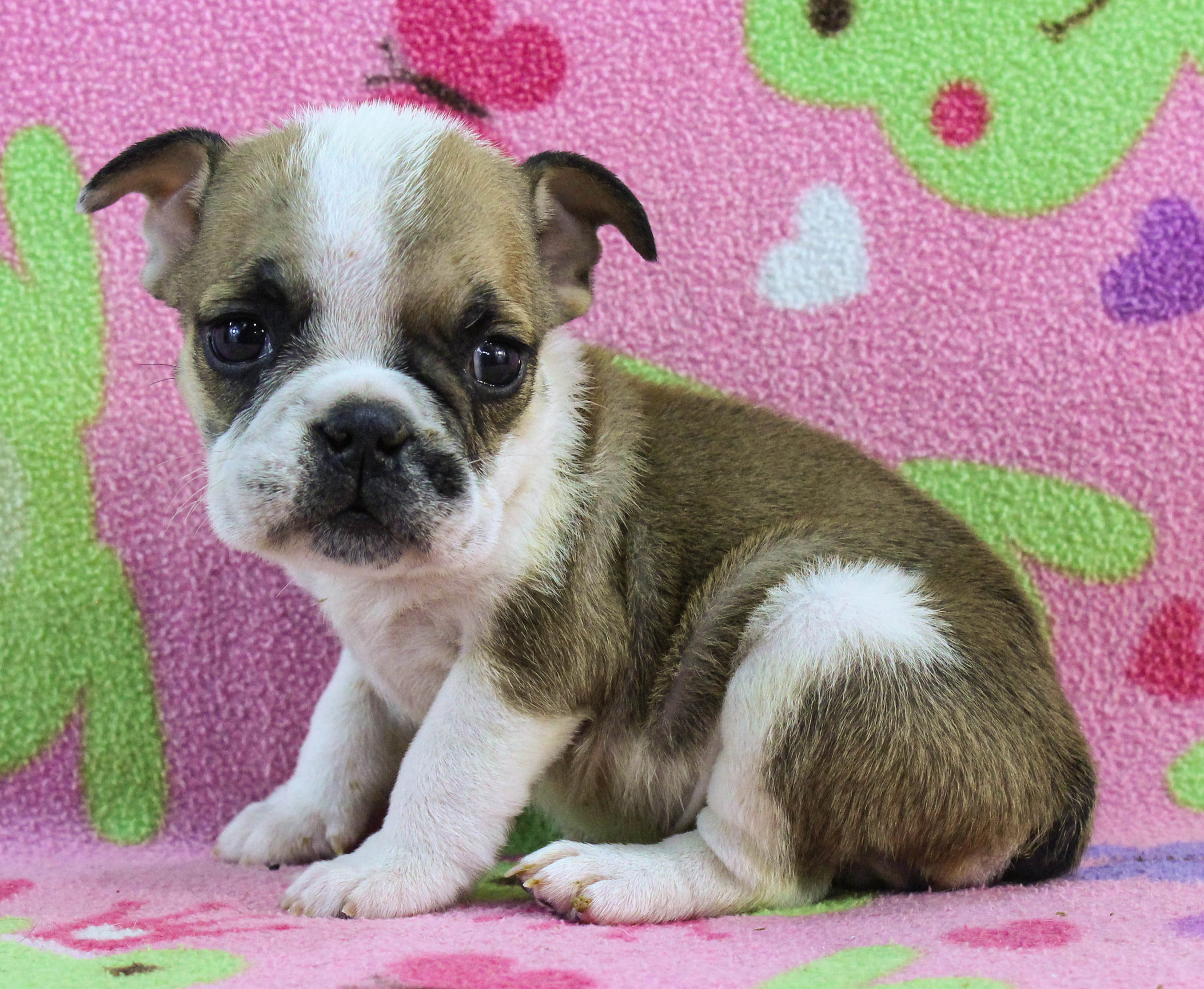 Home of the Smaller AKC English Bulldog Puppies - Newbies