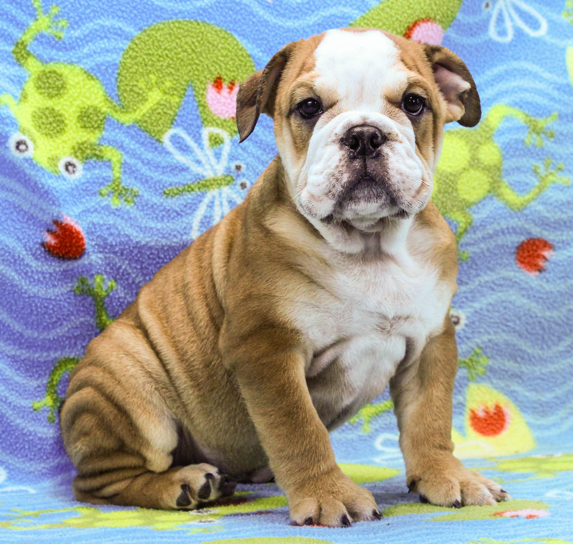 Home of the Smaller AKC English Bulldog Puppies - Newbies