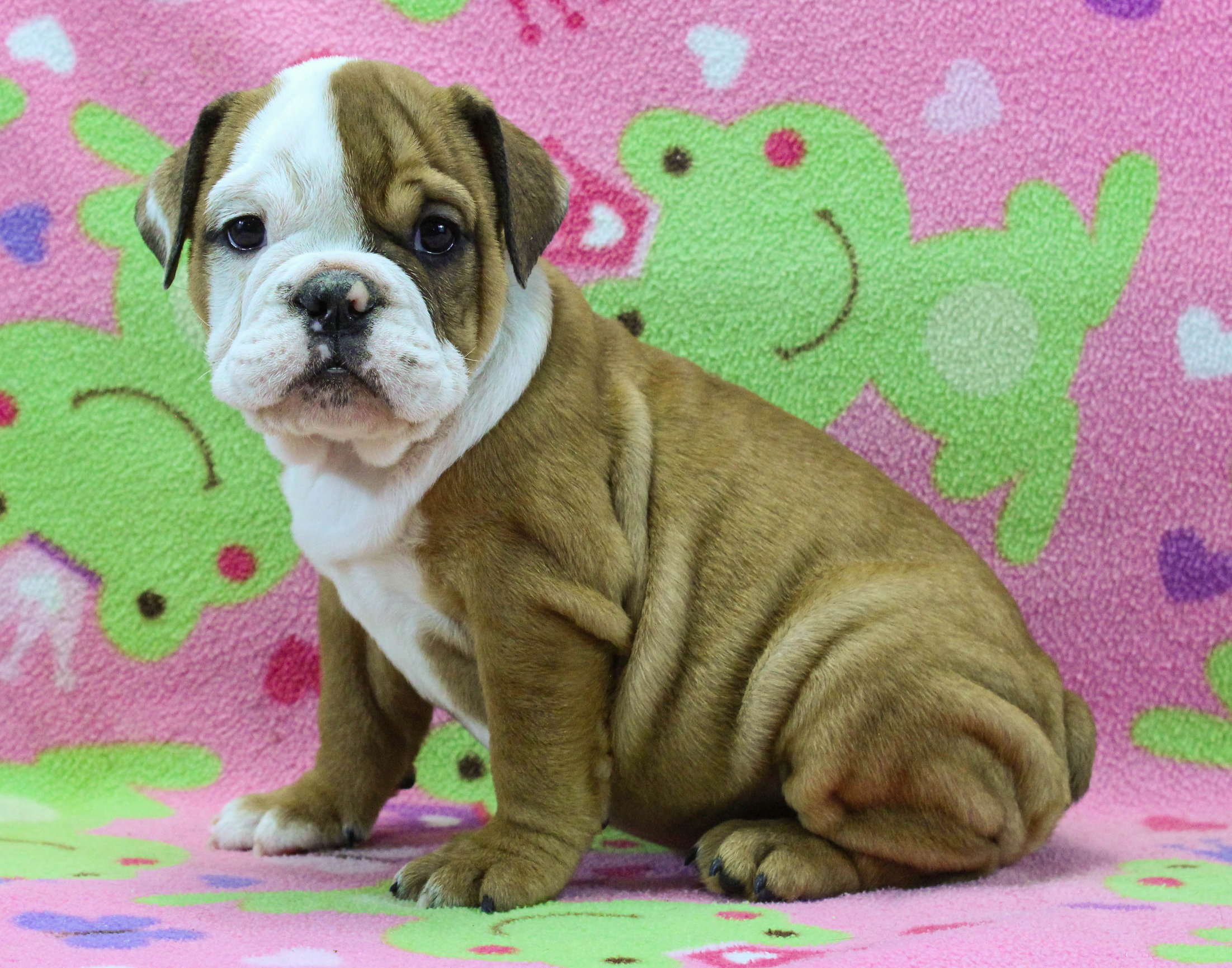 Home of the Smaller AKC English Bulldog Puppies - Newbies