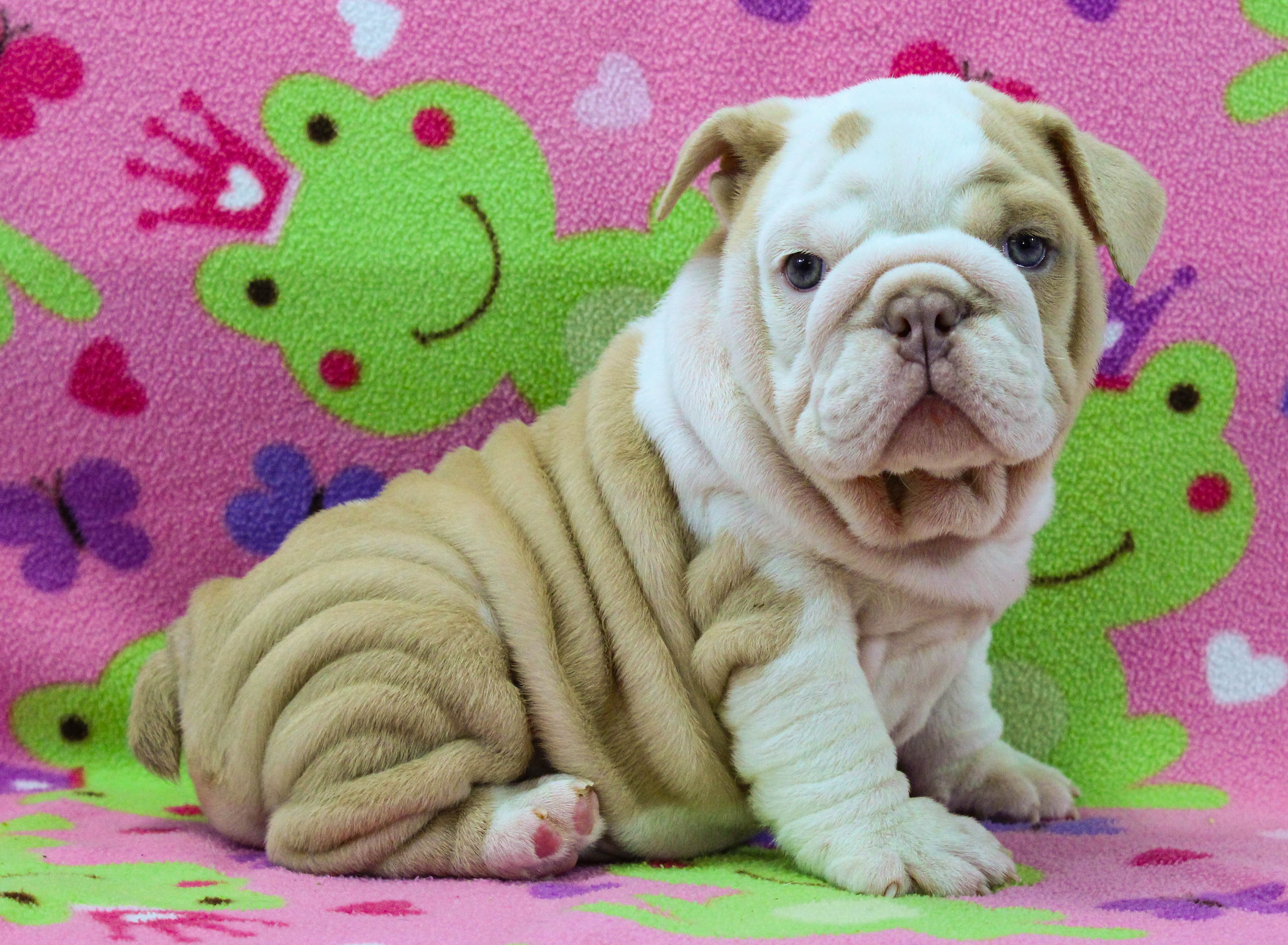 Home of the Smaller AKC English Bulldog Puppies - Newbies