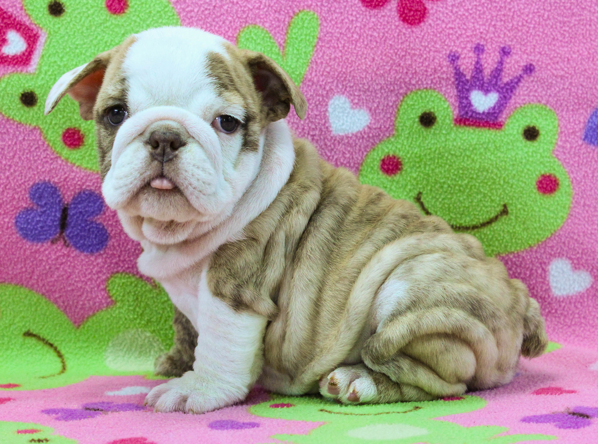 Home of the Smaller AKC English Bulldog Puppies - Newbies