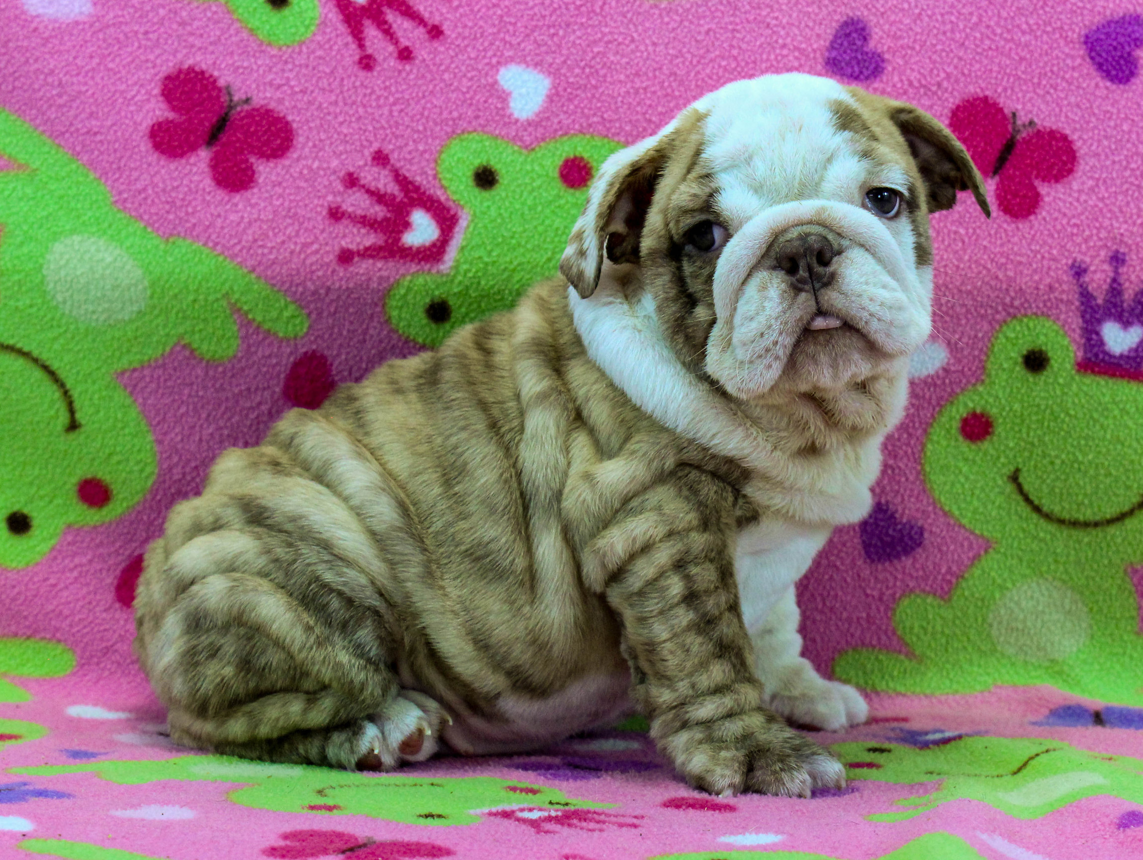 Home of the Smaller AKC English Bulldog Puppies - Newbies