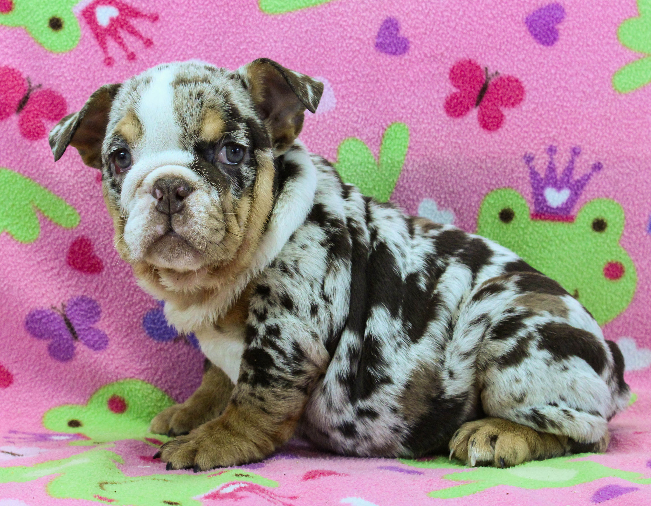 Home of the Smaller AKC English Bulldog Puppies - Newbies