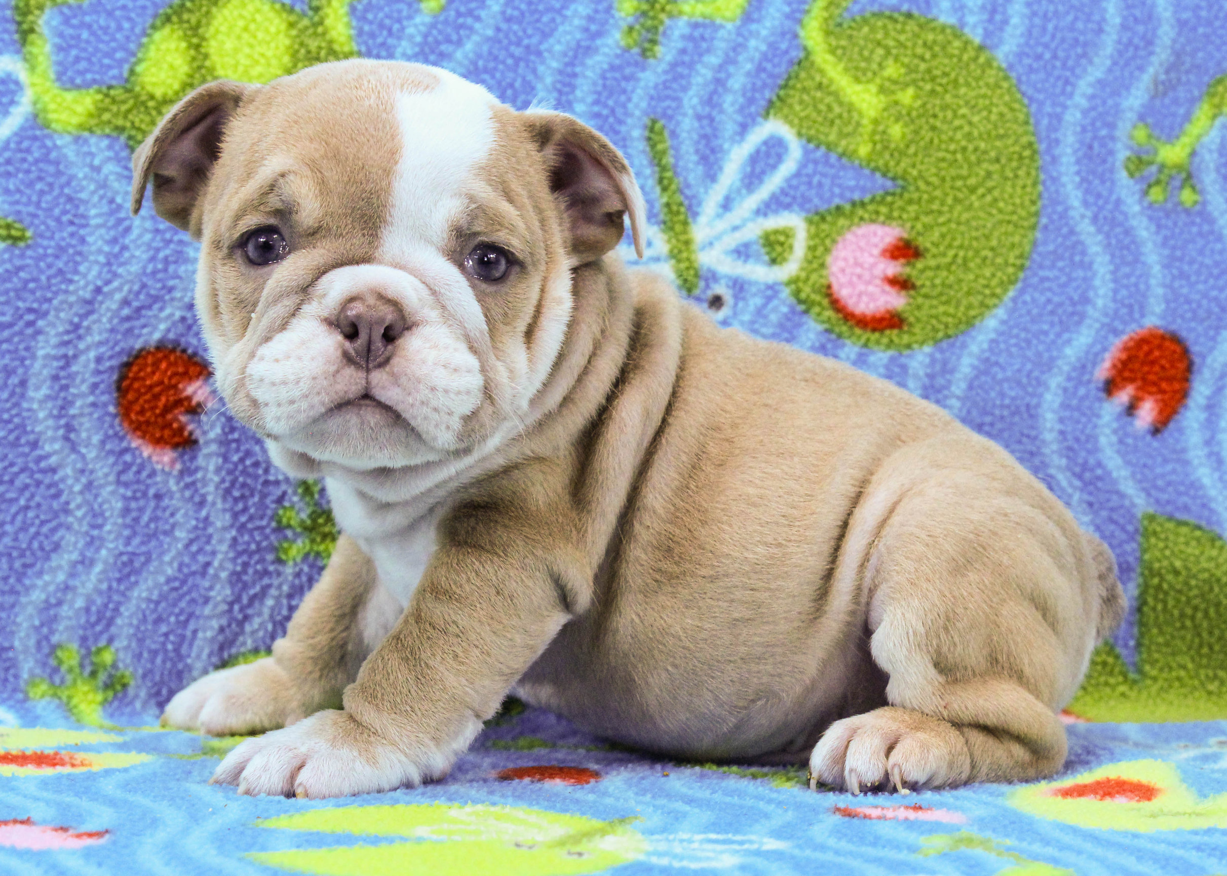 Home of the Smaller AKC English Bulldog Puppies - Newbies