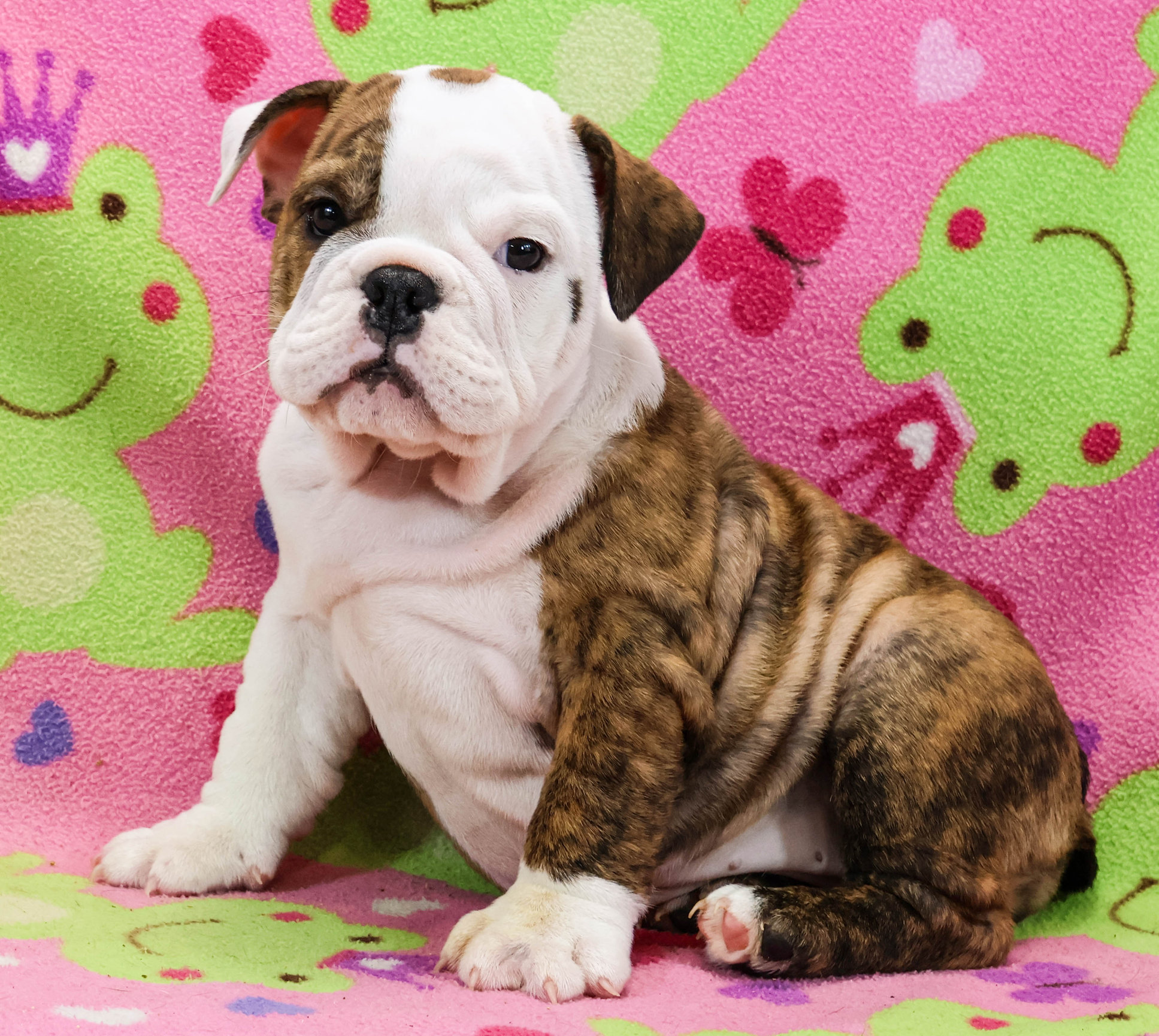 Home of the Smaller AKC English Bulldog Puppies - Newbies