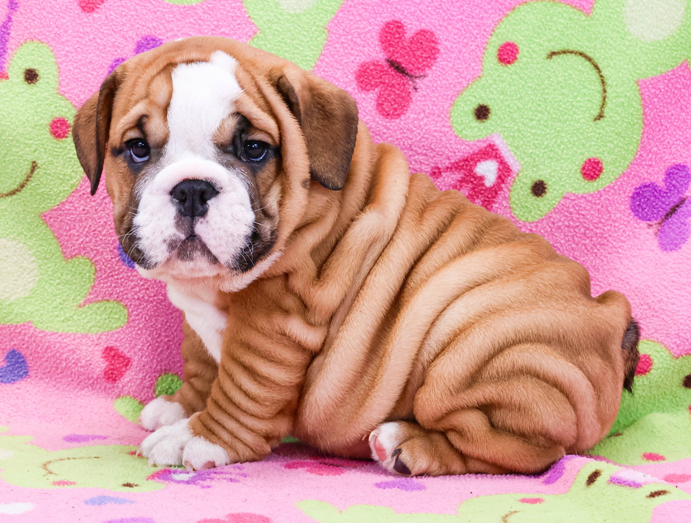Home of the Smaller AKC English Bulldog Puppies - Newbies