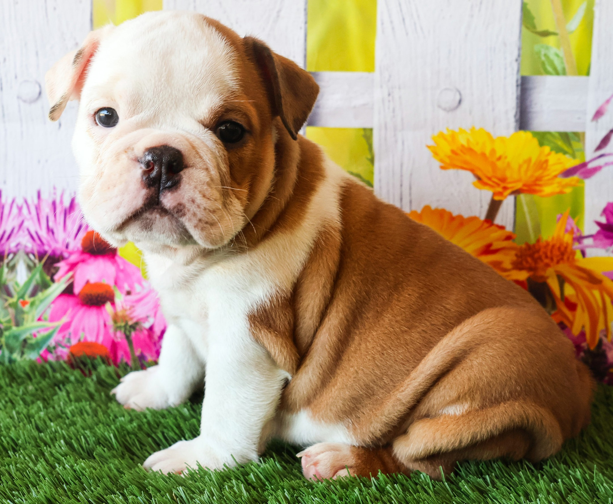 Home of the Smaller AKC English Bulldog Puppies - Newbies