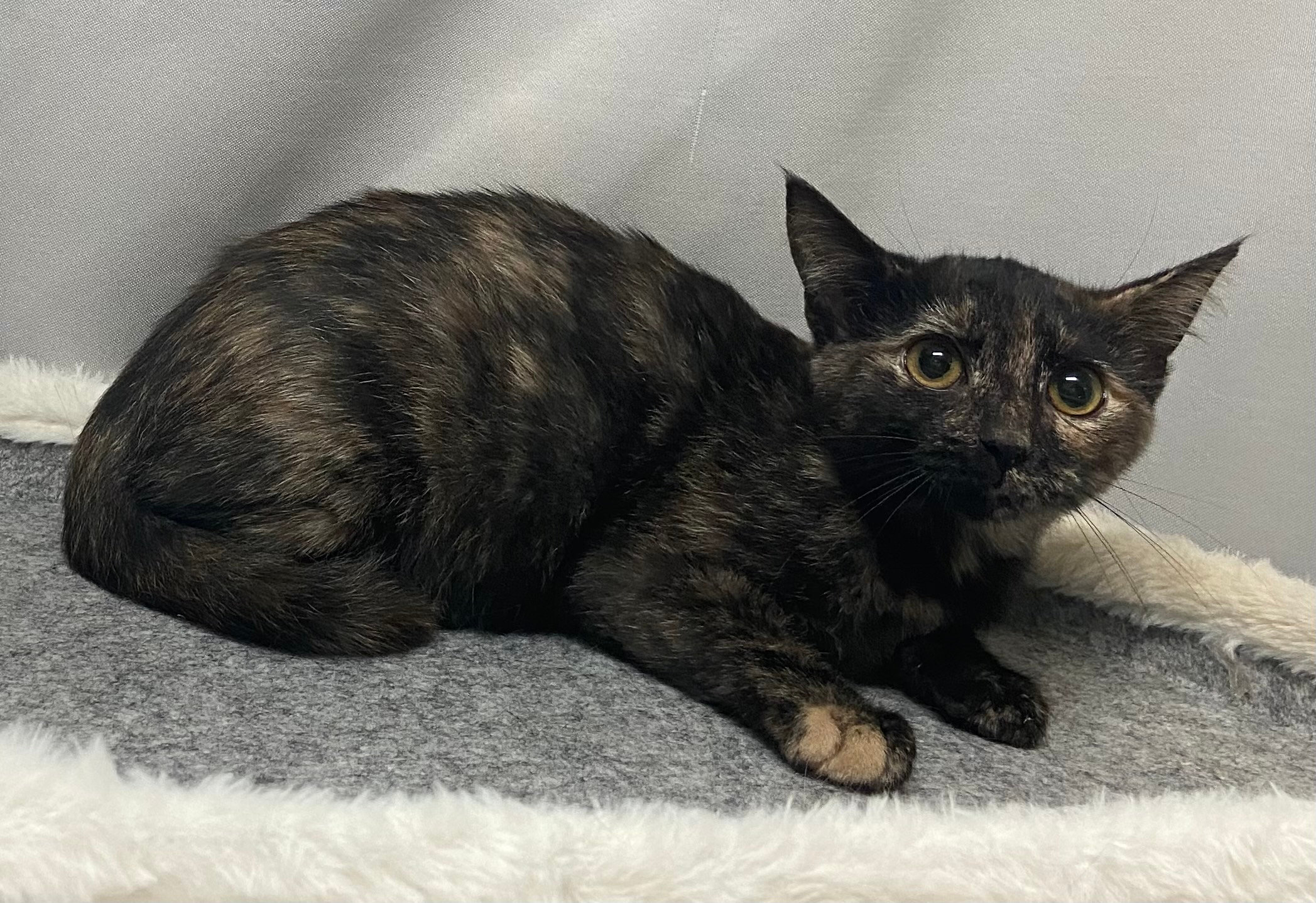 CATS SPCA of the Triad