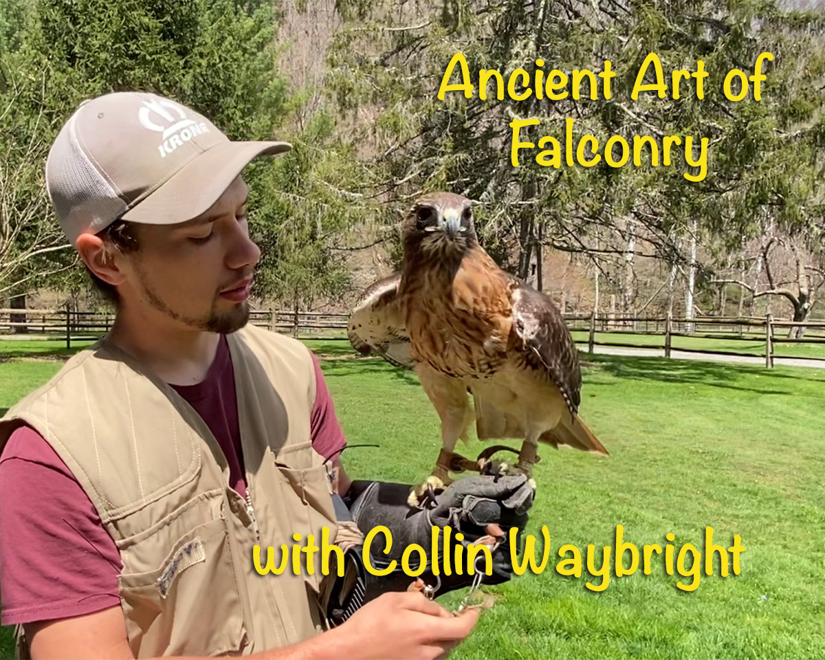 Ancient Art of Falconry with Collin Waybright Beacon News West Virginia