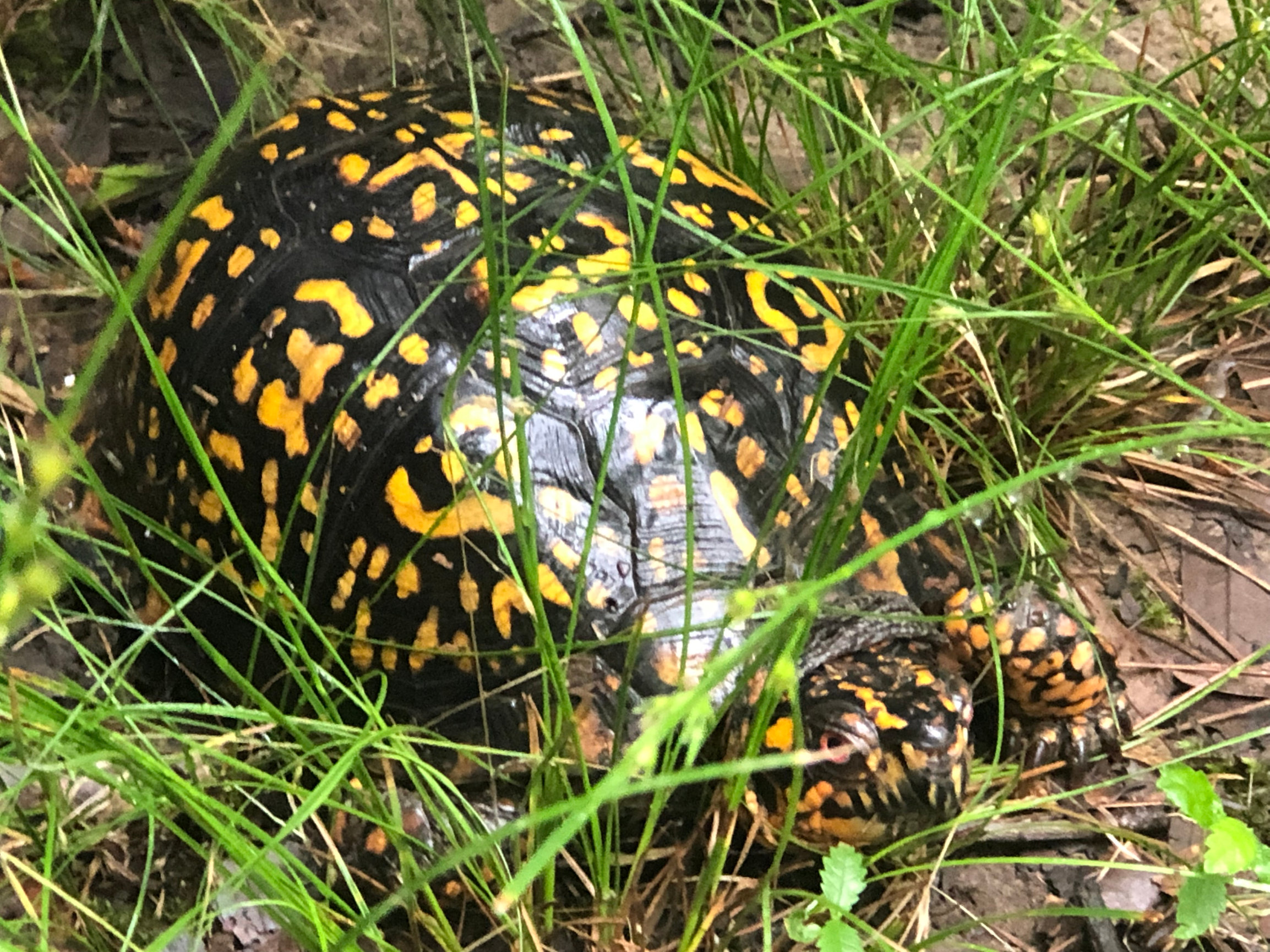 to Whitsett Town Hall Whitsett, NC