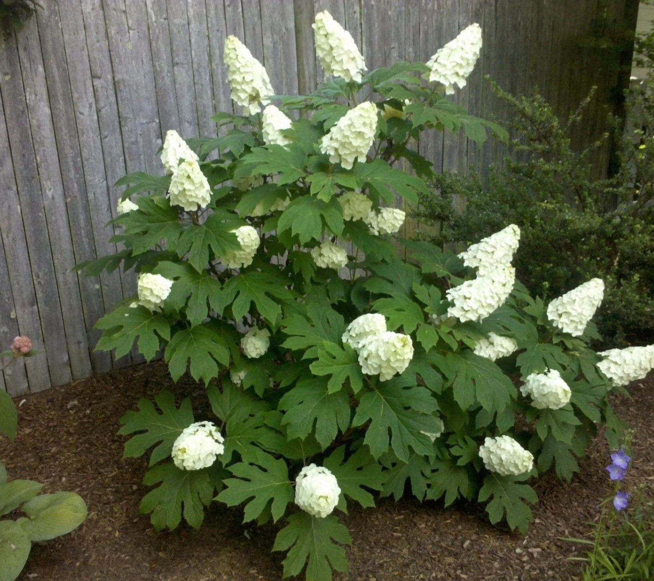 Freeze Hardy Plants and Shrubs For Dallas