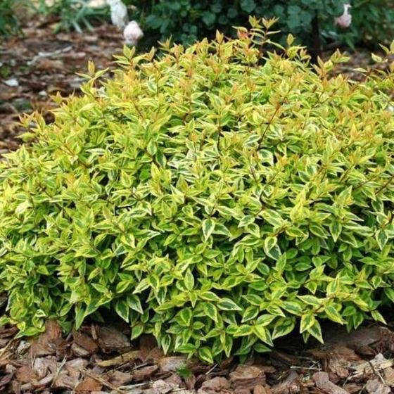 Freeze Hardy Plants and Shrubs For Dallas