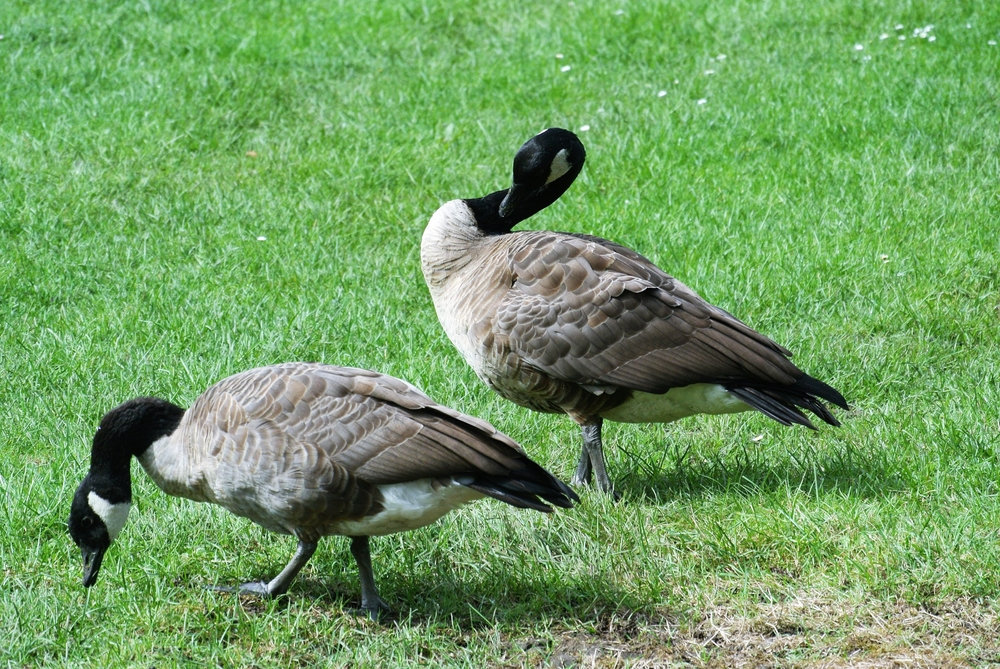 Goose poop hot sale and dogs