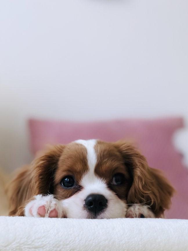 Cute brown and white puppy resting its head and paws on a soft white surface with a pink cushion blurry in the background.