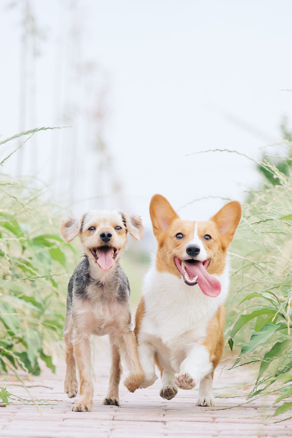 Two happy dogs, a small mix breed and a corgi, running side by side on a path surrounded by tall green grass.