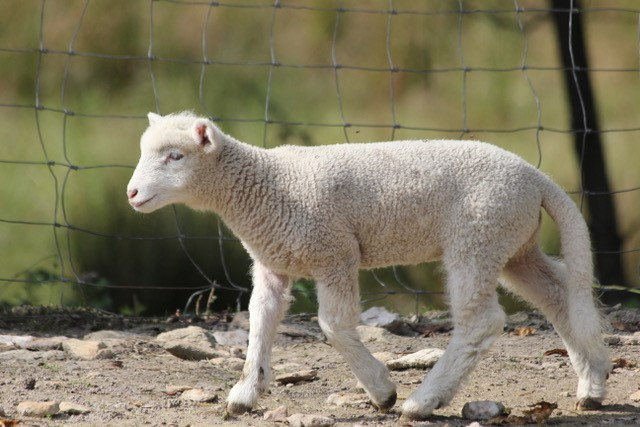 Dorset Sheep