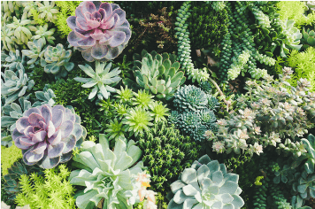 succulents pastel Succulent Cuttings 25 Mixed 1-2" Live Unrooted Rosettes Pastels Red Ja   Jayme Garden