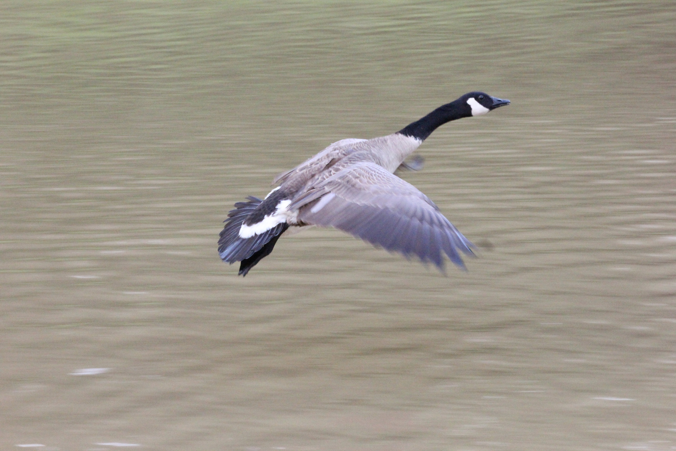 Goose Control Greensboro NC | Goose Masters | Get Rid of Geese